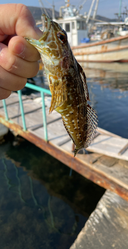 アナハゼの釣果