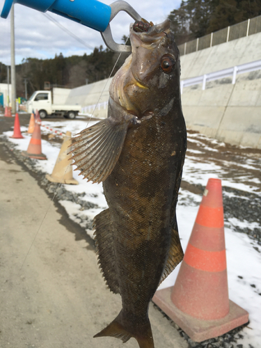 アイナメの釣果