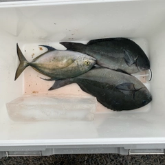 メジナの釣果