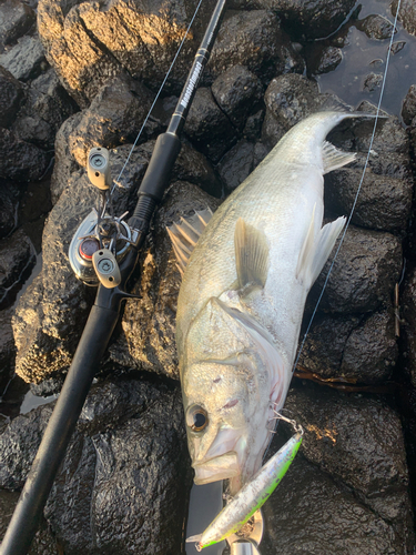 シーバスの釣果