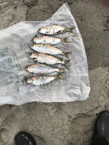 コノシロの釣果