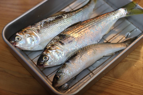 コノシロの釣果