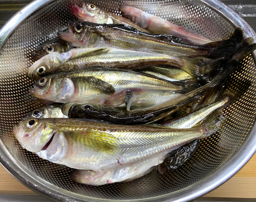 ハタハタの釣果