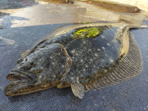 ヒラメの釣果