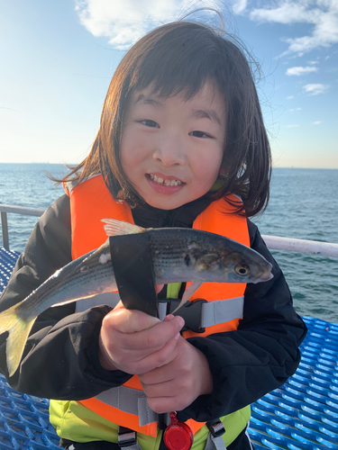 コノシロの釣果