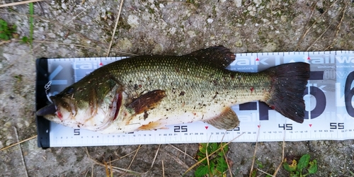 ブラックバスの釣果