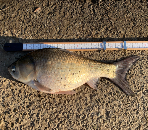 ヘラブナの釣果