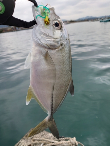 メッキの釣果