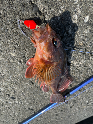 カサゴの釣果