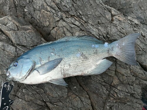 クチブトグレの釣果