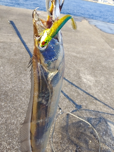 タチウオの釣果