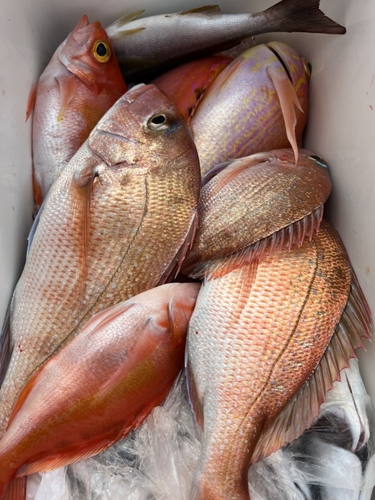 マダイの釣果