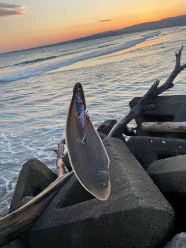 シタビラメの釣果