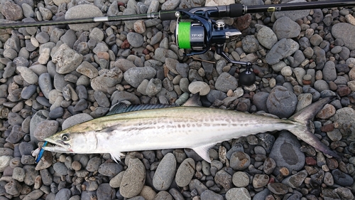 サゴシの釣果