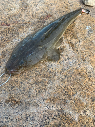 マゴチの釣果