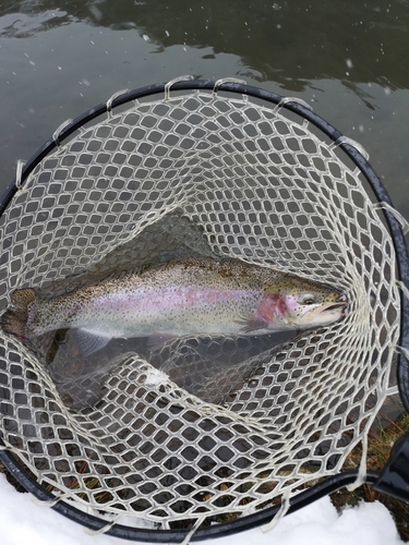 ニジマスの釣果