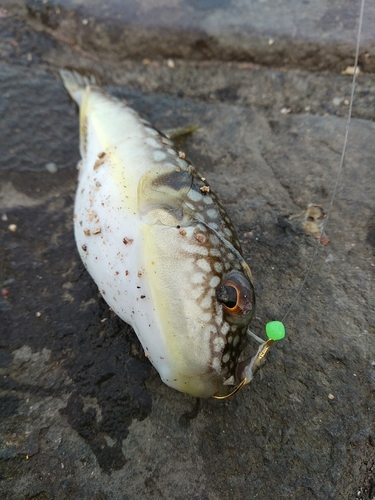 フグの釣果