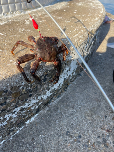 カニの釣果