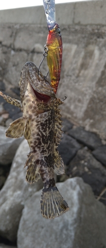 タケノコメバルの釣果