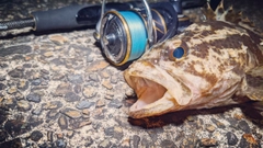 タケノコメバルの釣果