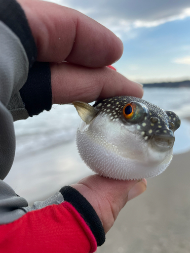 クサフグの釣果