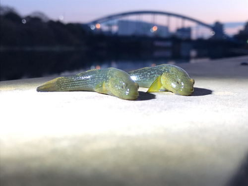 マハゼの釣果