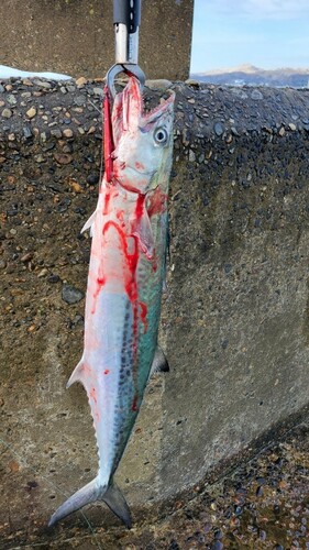 サゴシの釣果