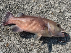 コブダイの釣果