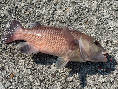 コブダイの釣果