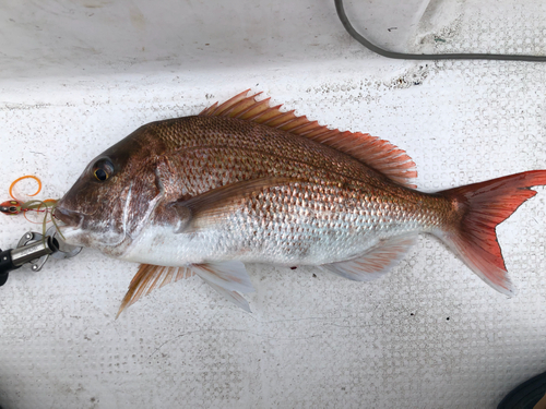 マダイの釣果