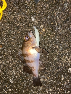 メバルの釣果