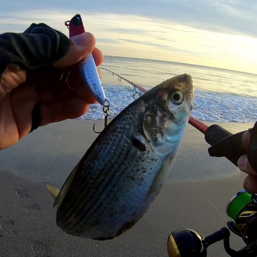 コノシロの釣果