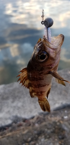 メバルの釣果