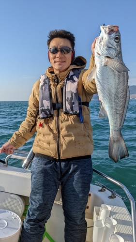 クログチの釣果