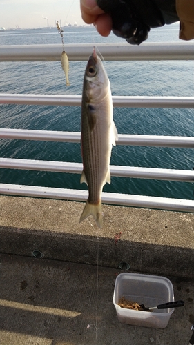 コノシロの釣果