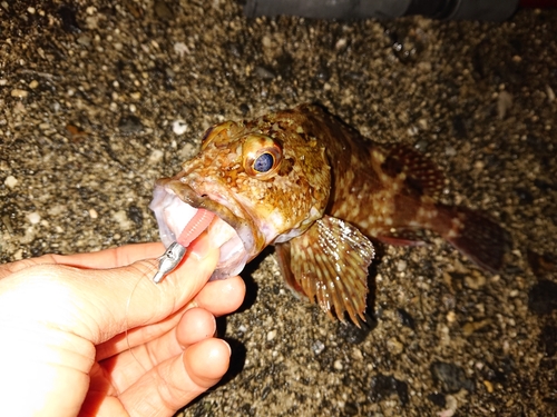 カサゴの釣果