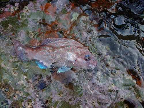 タイの釣果