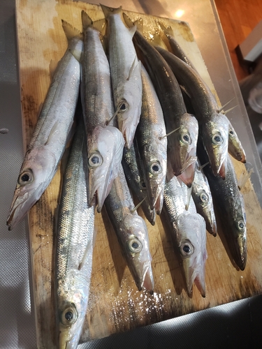 カマスの釣果