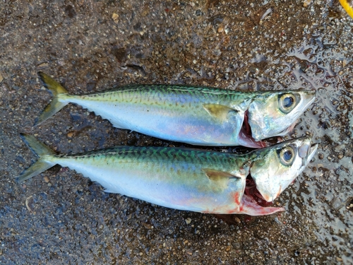 サバの釣果