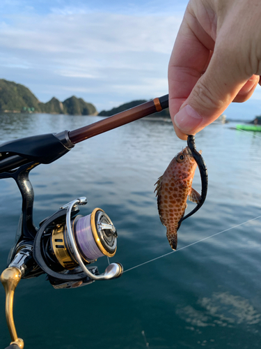 オオモンハタの釣果