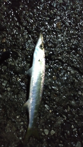 カマスの釣果