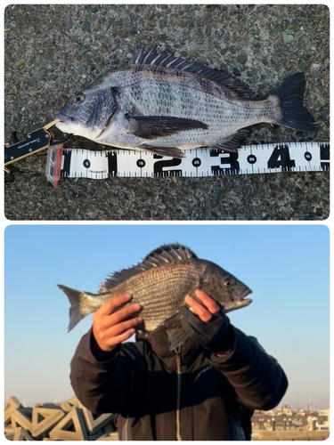 クロダイの釣果