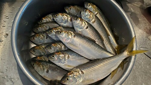 コノシロの釣果