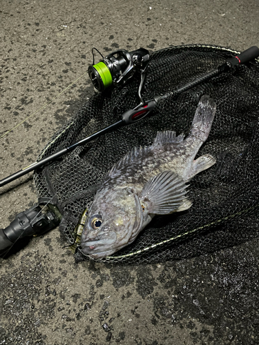 クロソイの釣果