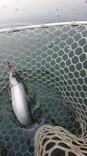 ニジマスの釣果