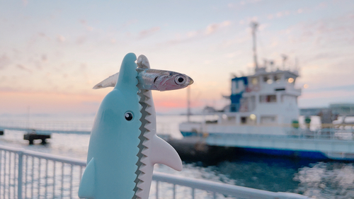 カタクチイワシの釣果