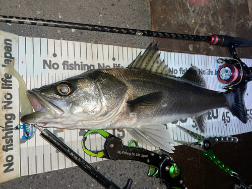 シーバスの釣果