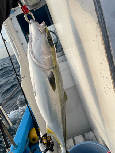 ワラサの釣果