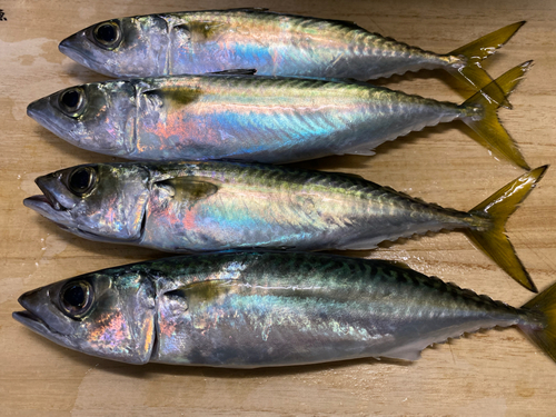 サバの釣果