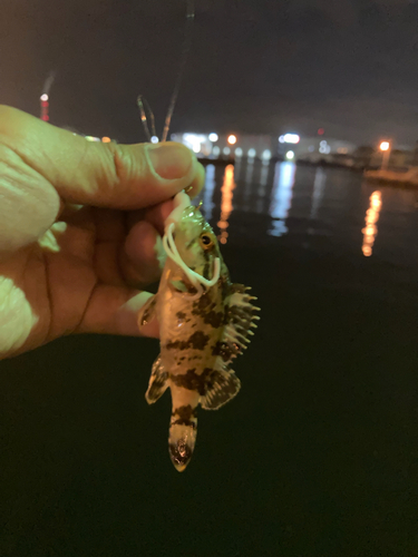 タケノコメバルの釣果